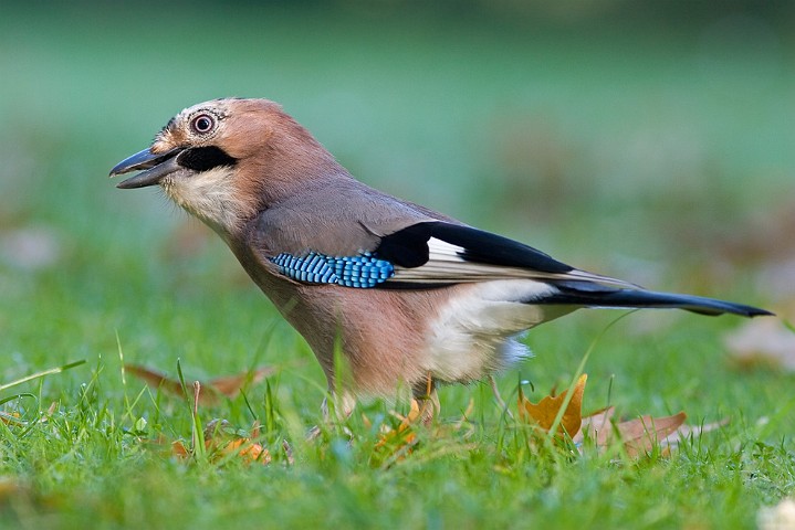 Eichelhher Garrulus glandarius Eurasian Jay